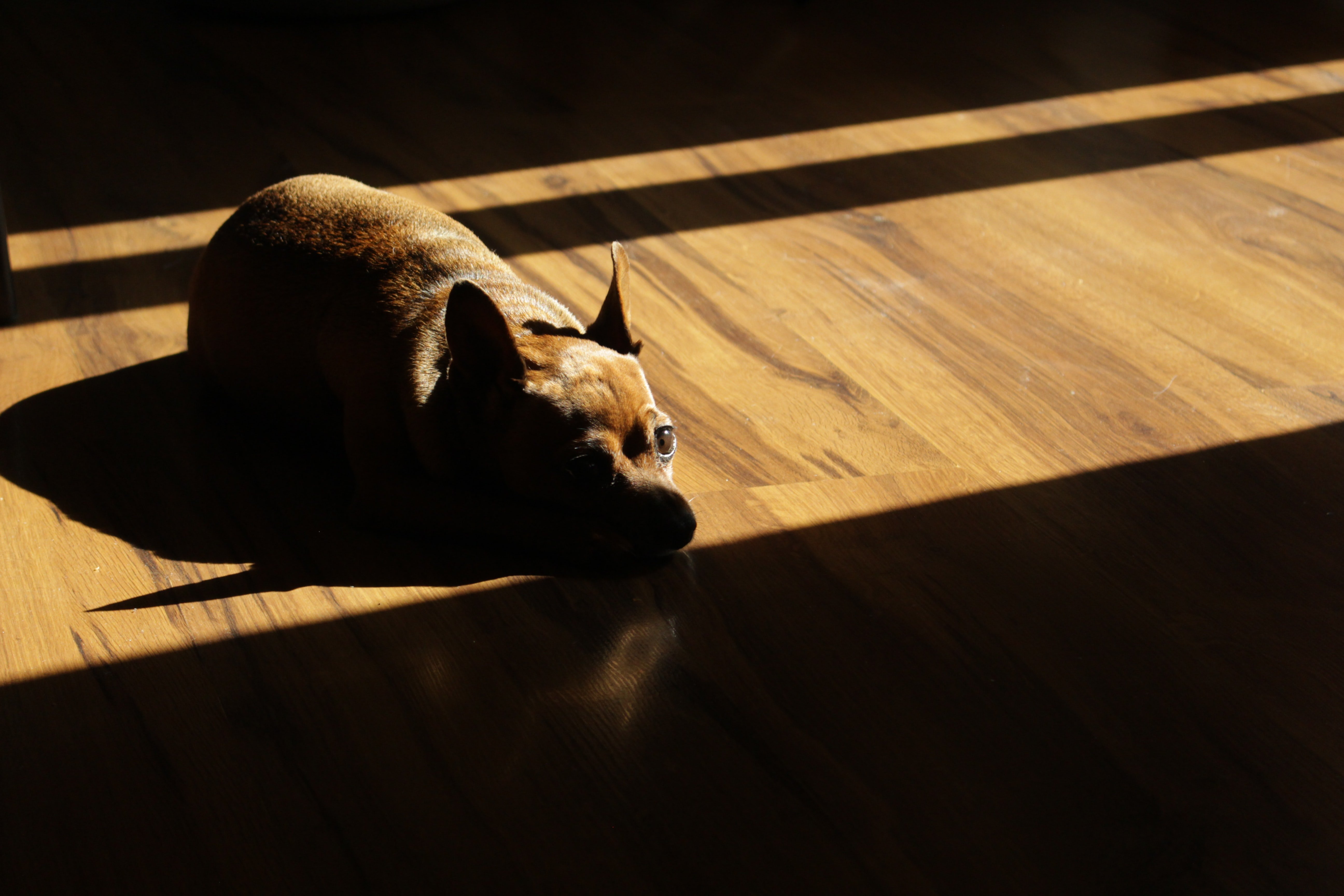 small dog laying on vinyl floor