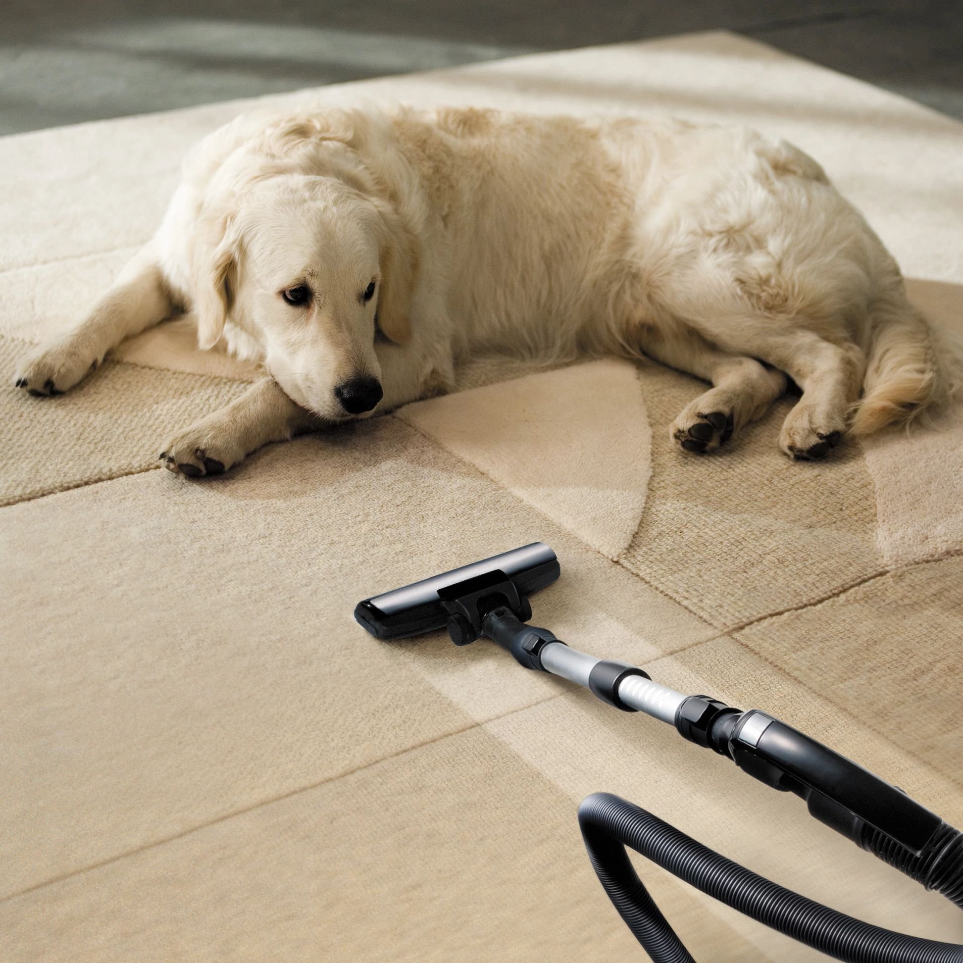 dog laying on area rug with vacuum next to it